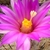 Gymnocactus beguinii LX 176