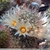 Mammillaria armillata ZRI 543/13