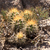 Austrocactus coxii JN 1401 (Alumine, Neuquen, Arg)