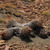 Austrocactus subandinus JN 1408 (Aqiuinco, Neuquen, Arg