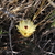 Austrocactus philippii JN 1421 (Pampa de los Avestruses, 30km from border to Chile)