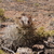 Austrocactus coxii aff JN 1391 (Rio Mayo, Chubut, Arg)