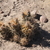 Austrocactus coxii JN 1394 (Nueva Lubecka, Chubut, Arg)