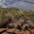 Austrocactus subandinus JN 1413 (Los Molles, Mendoza, Arg)