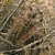 Austrocactus bertinii JN 1377 (Estancia YPF-Gaiman, Chubut, Arg)