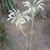 Pseudogaltonia clavata