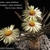 Astrophytum caput-medusae
