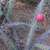 Harrisia bonplandii JL 123 (Las Lomitas, 150m, Arg)