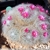 Mammillaria bocasana 'roseiflora'
