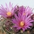 Mammillaria longiflora ssp. stampferi