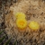 Echinocactus platyacanthus (El Barrial, NL)