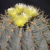 Ferocactus glaucescens (Maconi, Que)