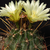 Ferocactus hamatacanthus v. sinuatus
