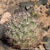Acanthocalycium thionanthum TB 367.1 (San Carlos, 1689m, Salta, Argentina)