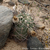 Acanthocalycium thionanthum 'catamarcense griseum' TB 355.1 (Punta de Balasto, 2210m, Catamarca, Argentina)