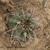 Acanthocalycium thionanthum v. variiflorum TB 427.2 (Amaicha del Valle, 2864m, Tucuman, Argentina)