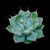 Agave potatorum v. verschaffeldtii