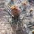 Tephrocactus geometricus 'willy-smithii' JN 1822 (Termas La Aguadita, 1385m, Catamarca, Arg