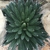 Agave victoria-reginae 'compact form'