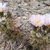 Tephrocactus fiambalensis JN 1823 (Termas Fiambala, , Catamarca, Arg
