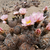 Tephrocactus geometricus JN 1827 (Granja Don Pedrito, 1621m, Catamarca, Arg