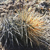 Austrocactus intertextus JN 1750 (before Gastre, 1142m, Chubut, Arg