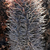 Austrocactus spec. JN 1754 (Clemente Ovelli, 955m, Chubut, Arg