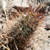 Austrocactus colloncurensis JN 1762 (Rio Collon Cura, 672m, Neuquen, Arg