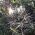 Austrocactus longicarpus JN 1768 (Estancia Laguna Seca, 1046m, Neuquen, Arg