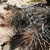 Austrocactus subandinus JN 1779 (Mina La Valenciana, 1911m, Mendoza, Arg