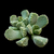 Aloinopsis setifera
