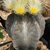 Astrophytum myriostigma 'columnare'
