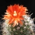 Parodia faustiana HUN 199 (Las Cuevas, Salta, 3398m, Arg)