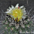 Copiapoa coquimbana FK 464 (Domeyko-Sarco)