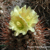 Copiapoa coquimbana 'elongata' FK 83 (4km West of Pan Am nr Trapiche, Elqui, Chile 200m)
