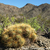 Trichocereus candicans TB 327.3 (Talacasto, 1883m, San Juan, Argentina)