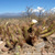 Trichocereus strigosus TB 325.2 (San Martin, San Juan, Argentina)