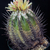 Copiapoa marginata v. bridgesii FK 131 (Chanaral)