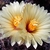 Coryphantha radians