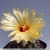 Coryphantha scolymoides
