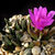 Ariocarpus scaphirostris (Rayones, NL)