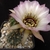 Lobivia jajoiana cv. Anemone