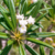 Pachypodium geayi v. ramosum