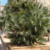 Chamaerops humilis