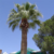 Washingtonia filifera