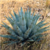 Agave chrysantha