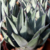 Agave havardiana
