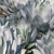 Agave parryi
