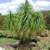Beaucarnea guatemalensis