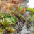 Echeveria gracilis